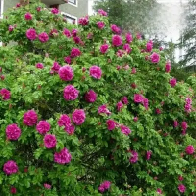 Шиповник ХАНСА в Горках