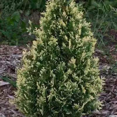 Туя БРАБАНТ ВАРИЕГАТТА западная в Горках