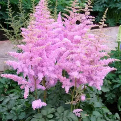 Астильба ГИАЦИНТ Арендса в Горках