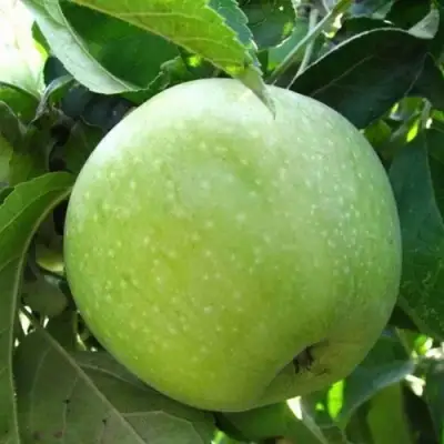 Яблоня РЕНЕТ СИМИРЕНКО в Горках