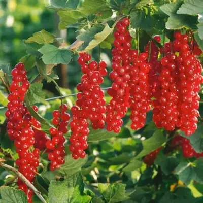 Смородина красная РУДНЕУС в Горках