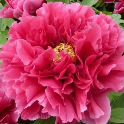 Пион КОРОЛЕВСКИЙ ЦВЕТОК древовидный в Горках