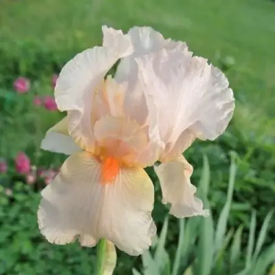 Ирис ПАТИ ДРЕСС бородатый в Горках