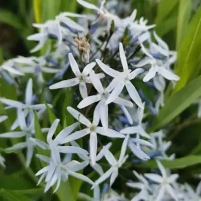 Амсония иволистная в Горках