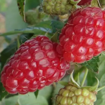 Малина РАДЗИЕВА в Горках