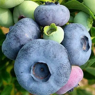 Голубика ПАТРИОТ в Горках