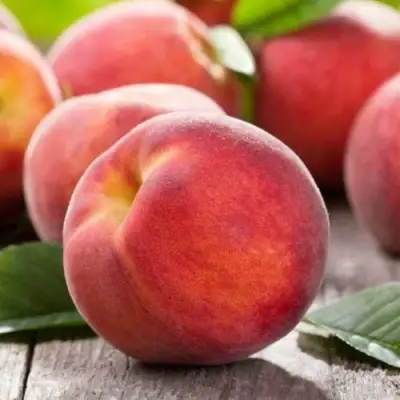 Персик МАЙСКИЙ ЦВЕТОК в Горках
