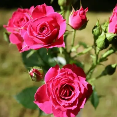 Роза ЛАВЛИ ЛИДИЯ спрей в Горках