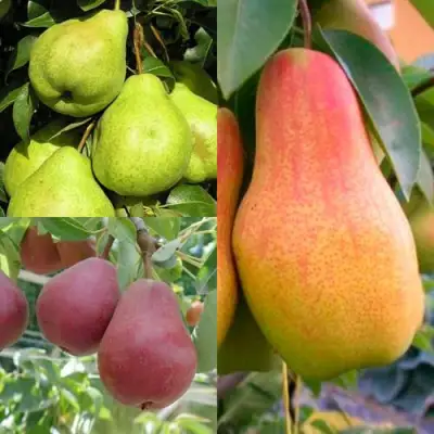 Комплект ГРУШЕВОЕ АССОРТИ в Горках