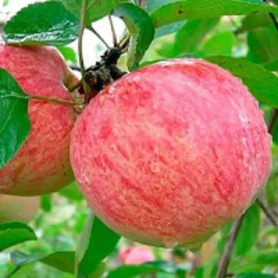 Яблоня КОРИЧНОЕ ПОЛОСАТОЕ в Горках