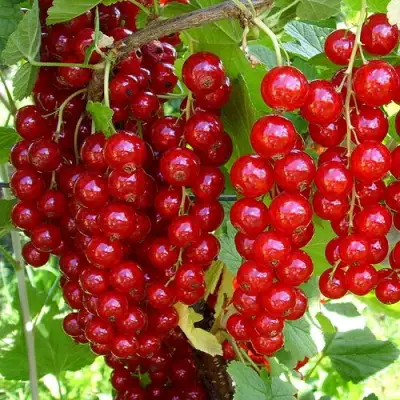 Смородина красная ЙОНКЕР ВАН ТЕТЦ в Горках