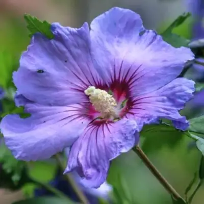 Гибискус МАРИНА сирийский в Горках