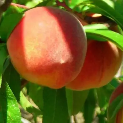 Персик РЕД ХЕВЕН в Горках