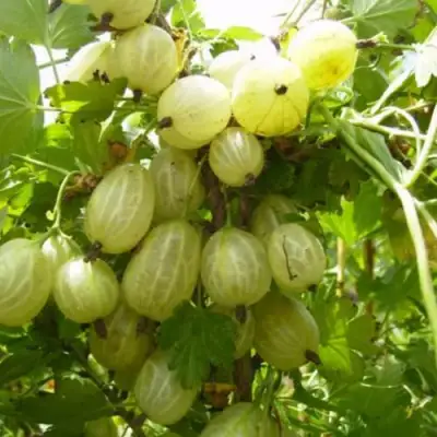 Крыжовник ИНВИКТА в Горках