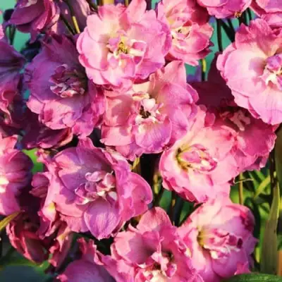 Дельфиниум ДЕЛЬФИС ПИНК ПАУЭ высокий в Горках