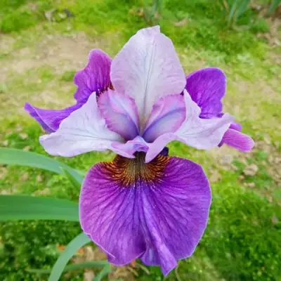 Ирис ЛАЙТ ОВ ХАРТ сибирский в Горках