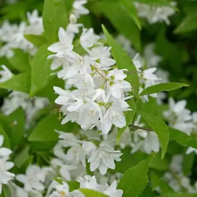 Дейция шершавая в Горках