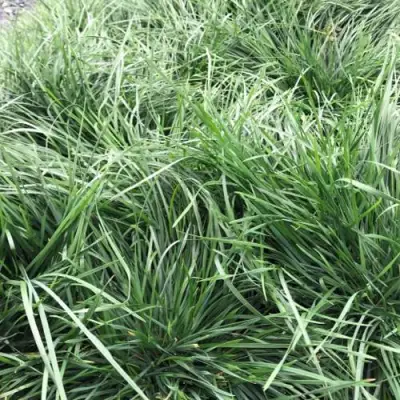 Щучка ГОЛДТАУ дернистая в Горках