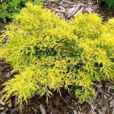 Можжевельник КИНГ ОФ СПРИНГ средний в Горках