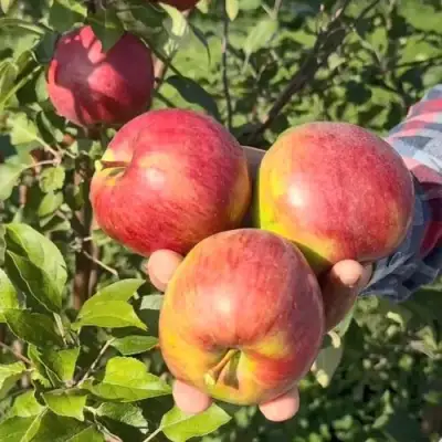 Яблоня ПОСПЕХ в Горках