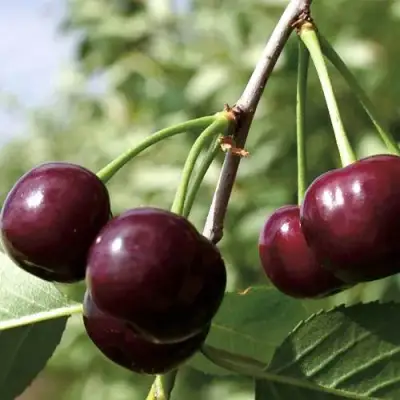 Дюк КСЕНИЯ (ЧЕРЕВИШНЯ) в Горках