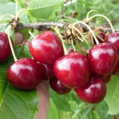 Вишня КОЛОННОВИДНАЯ  в Горках