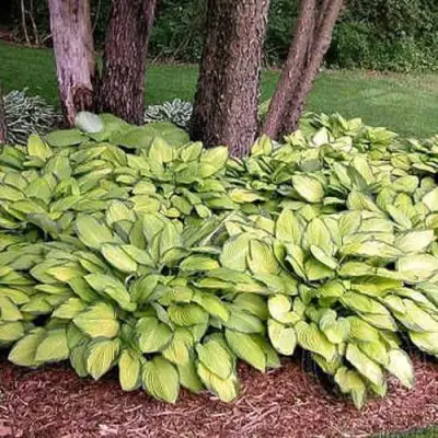 Хоста ГОЛД СТАНДАРТ Форчуна в Горках