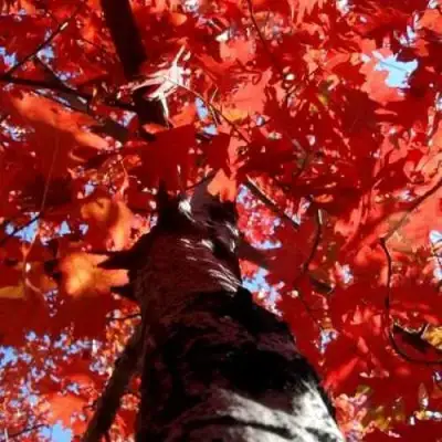 Дуб красный в Горках