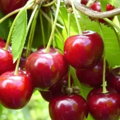 Вишня ХАРИТОНОВСКАЯ в Горках