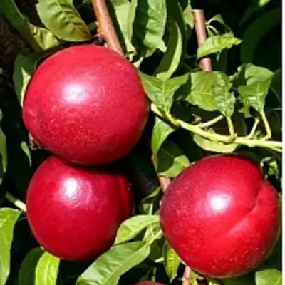 Нектарин ХАРКО в Горках