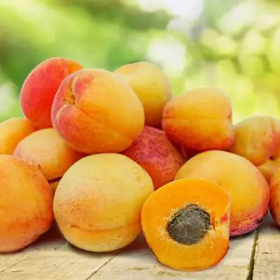 Абрикос ГРАФИНЯ в Горках