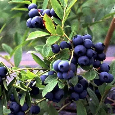 Голубика ДЖЕРСИ в Горках