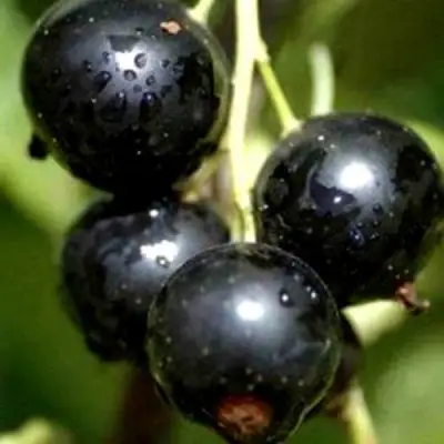 Смородина чёрная ВИНОГРАДНАЯ в Горках