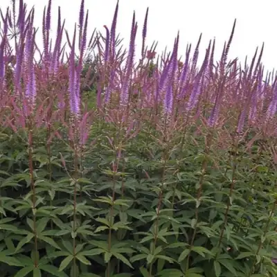 Вероникаструм ФАСЦИНЕЙШН в Горках