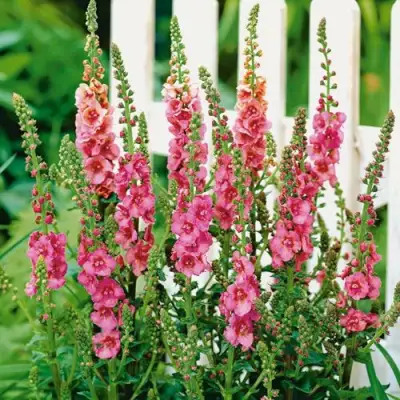 Коровяк ПИНК ДОМИНО гибридный (вербаскум) в Горках