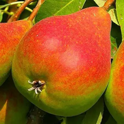 Груша ГЕРА в Горках