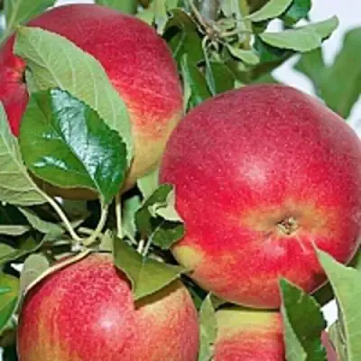 Яблоня СЕНАТОР колонновидная в Горках