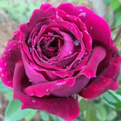 Роза РОЯЛ ПАЛАС японская в Горках