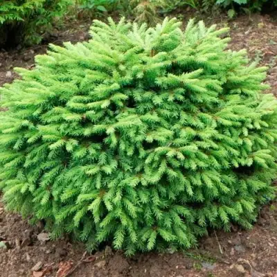 Ель НИДИФОРМИС обыкновенная в Горках