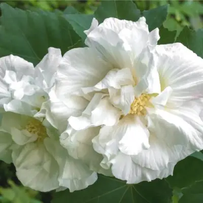 Гибискус АДМИРАЛ ДЕВЕЙ сирийский в Горках