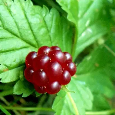 Княженика ЭЛПЕ в Горках