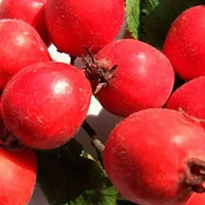 Боярышник КРУПНОПЛОДНЫЙ в Горках