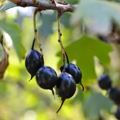 Смородина золотистая ДУСТЛИК в Горках