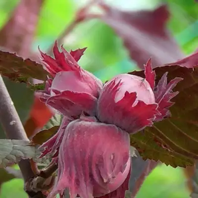 Фундук КАРДИНАЛ в Горках