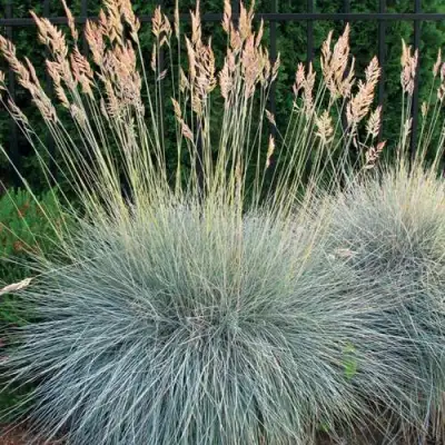 Овсянница ЭЛАЙДЖА БЛЮ в Горках