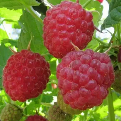 Малина НОВОСТЬ КУЗЬМИНА в Горках