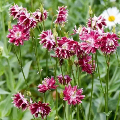 Аквилегия БАРЛОУ НОРА гибрид МакКаны в Горках