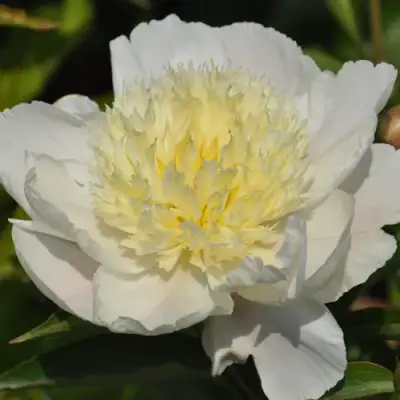 Пион ЗОЛОТАЯ ШПИЛЬКА травянистый в Горках