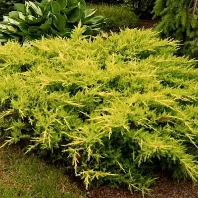 Можжевельник МОРДИГАН ГОЛД средний в Горках