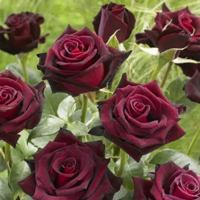 Роза БЛЭК БАККАРА чайно-гибридная в Горках